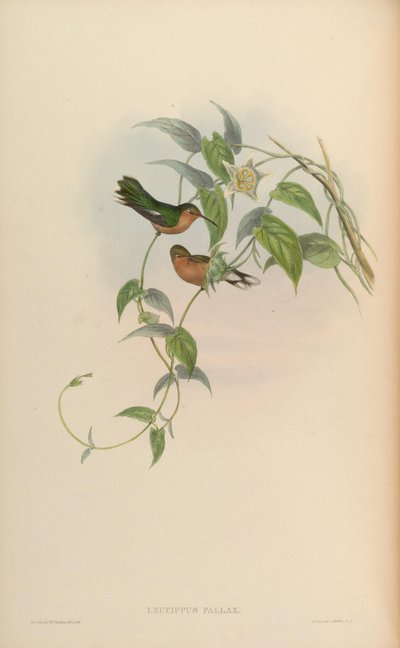 Leucippus fallax autorstwa John Gould